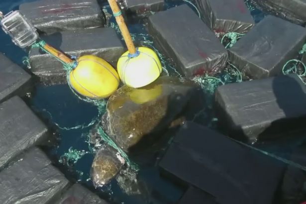 Deniz kaplumbağasına bağlı 816 kilo kokain bulundu