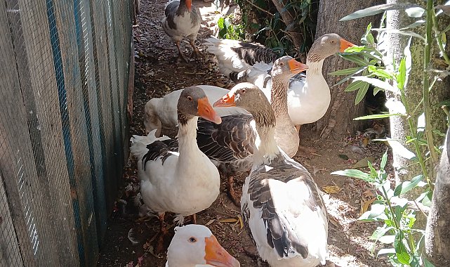 Tepkiler sonrası kazlara şartlı tahliye