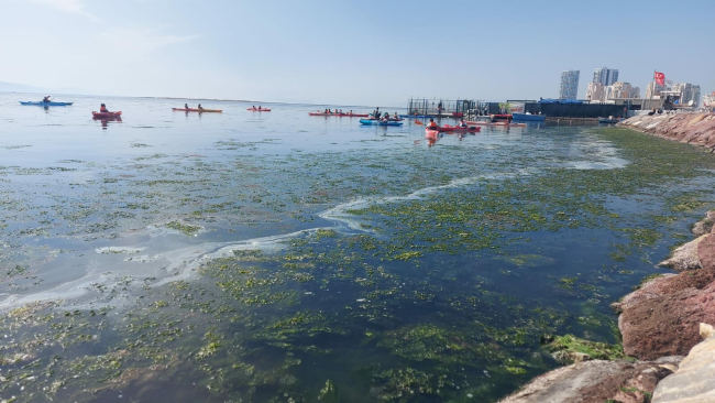 İzmir Körfezi yeşile büründü, Belediye den açıklama geldi!