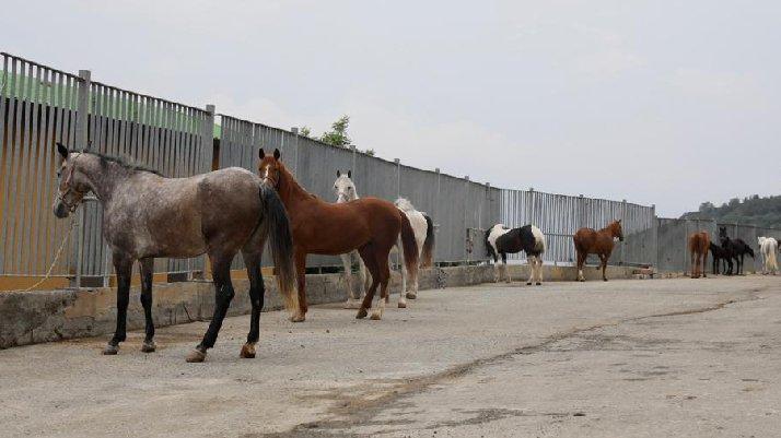 Kayıp atlara ilişkin yeni iddia: Kaçtılar