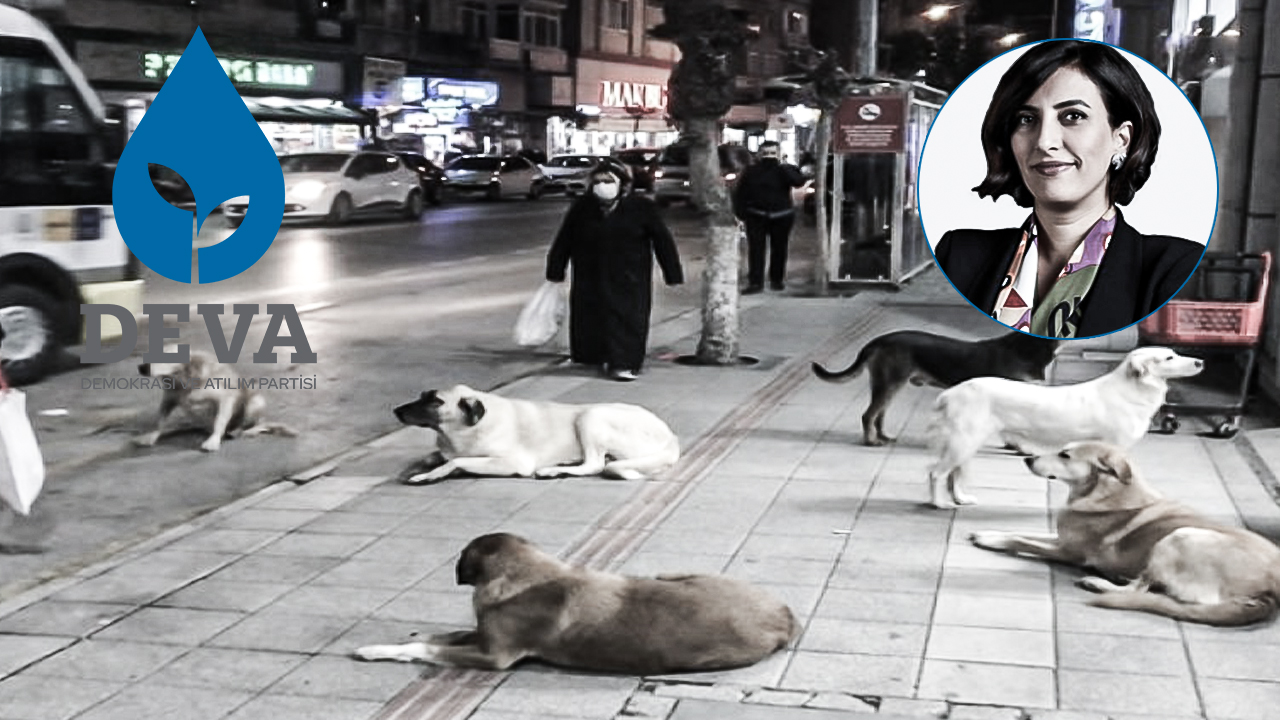 DEVA Partisi nden sokak köpekleri için kısırlaştırma çağrısı!