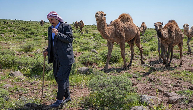Diyarbakırlı besici,  dikkat deve çıkabilir  tabelası istiyor