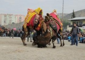 Deve Güreşlerinde Bir İlk!