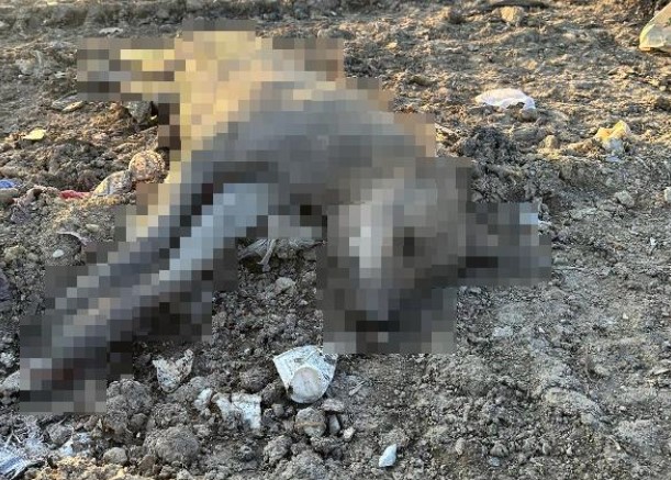 Ergani’deki köpek ölümlerine inceleme