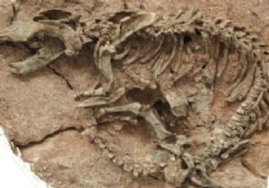 Dünya nın En Büyük Dinozor Mezarlığı Bulundu 