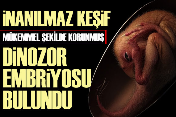 İnanılmaz keşif; Çin de dinozor embriyosu bulundu