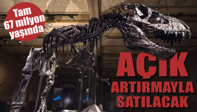 Dinozor iskeleti açık artırmayla satılacak