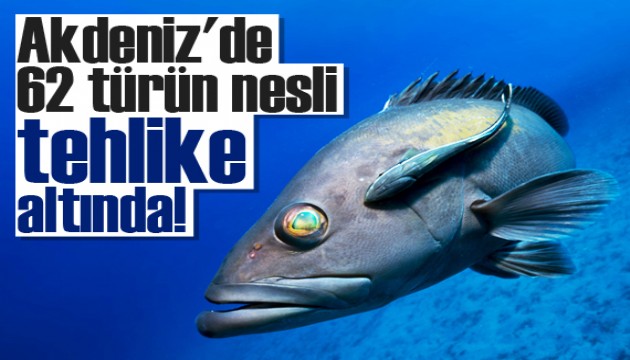 Akdeniz'de 62 türün nesli tehlike altında
