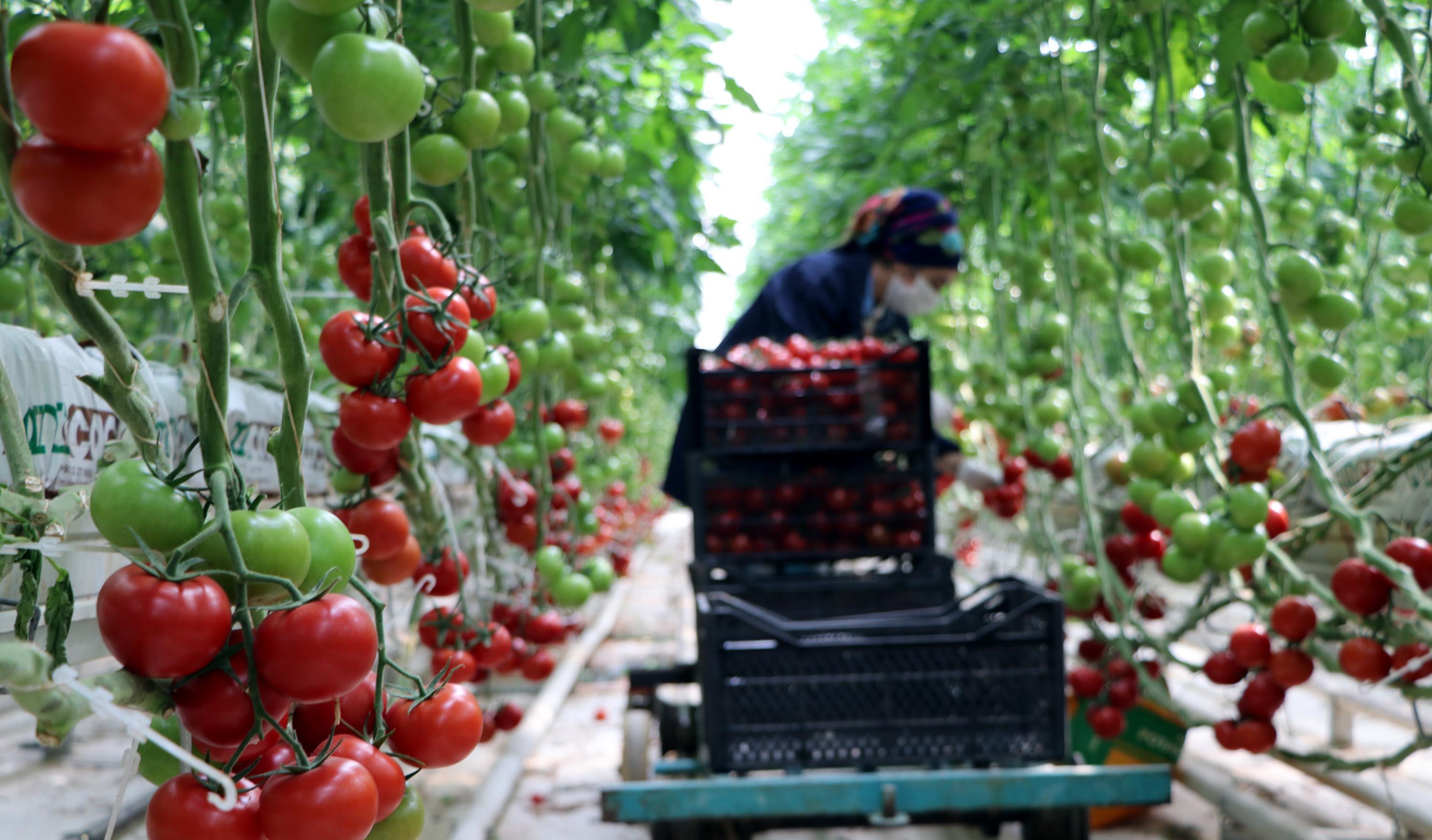 Domatesin fiyatı tarladan markete kadar 2 katına çıkıyor!