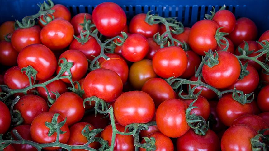 Rusya ya domates ihracatı üreticinin yüzünü güldürüyor