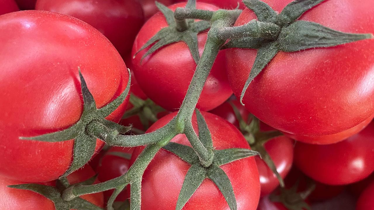 Rusya ya domates ihracatında kota artırıldı