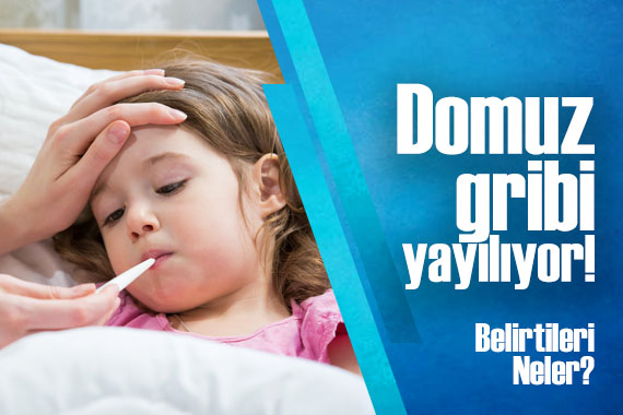 Domuz gribi yayılıyor!