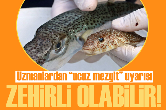 Uzmanlardan yarı fiyatına mezgit uyarısı: Zehirli balon balığı olabilir