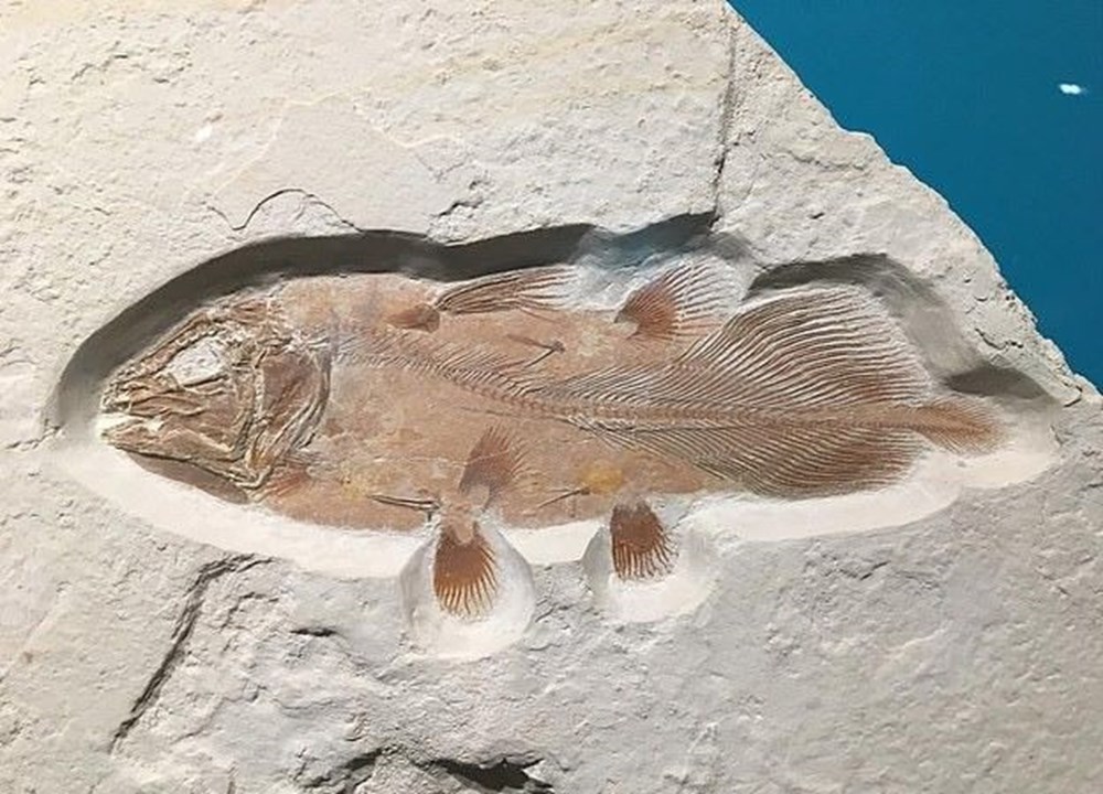 İngiltere de 66 milyon yıllık balık fosili bulundu