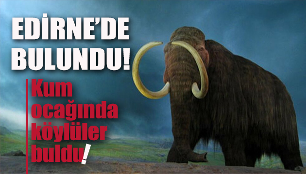 Edirne de mamut fosilleri bulundu