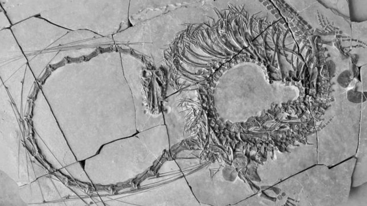 Fosilde 240 milyon yıllık  ejderha  ortaya çıktı