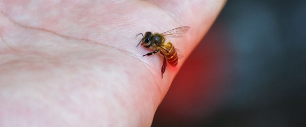 Eşek arısının soktuğu kişi öldü