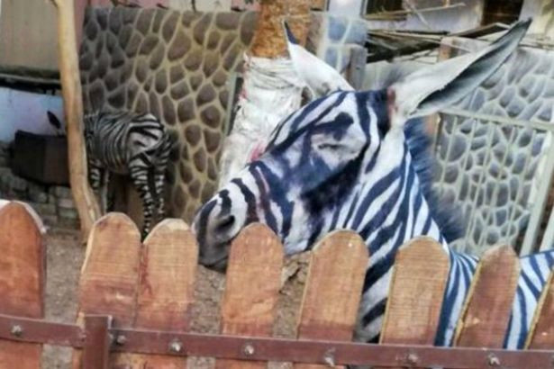 Eşekleri boyayarak zebra yaptılar