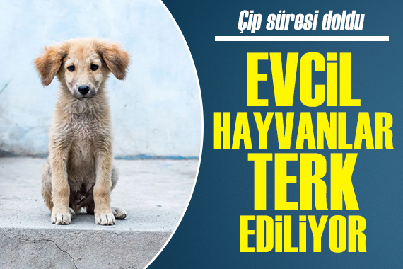 Çip süresi doldu: Evcil hayvanlar terk ediliyor