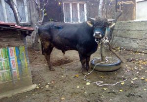 EBK 10 Bin Ton Kasaplık Sığır İthal Edecek