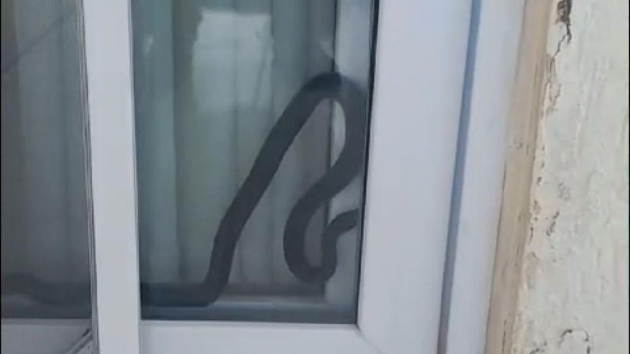 Mersin de site havuzunda 1,5 metrelik yılan paniği