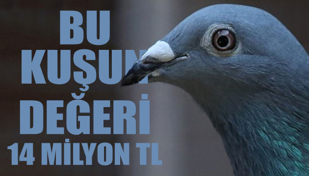 Bu kuşun değeri 14 milyon TL