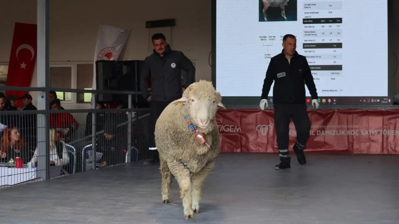 Damızlık koçun fiyatı dudak uçuklattı