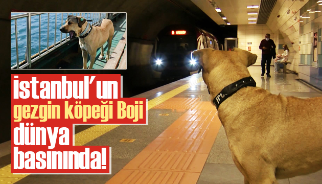 İstanbul un gezgin köpeği Boji dünya basınında!