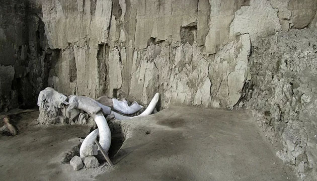 Meksika da mamut kalıntıları bulundu!