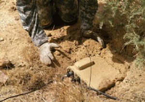 Çin deki Panda Sayısı Arttı 