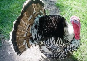 Almanya da Kuş Gribi Alarmı