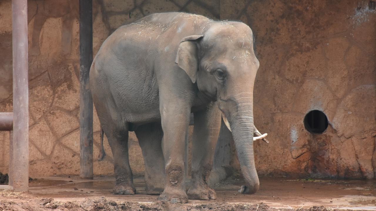Tayland da yiyecek ve para istemek için kullanılan fil, sahibini ezerek öldürdü