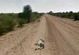 Google: O Eşeği Biz Öldürmedik!