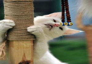 Kedi Videoları Zengin Etti!