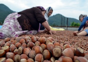 Nisanda İhracat Şampiyonu Fındık Oldu!