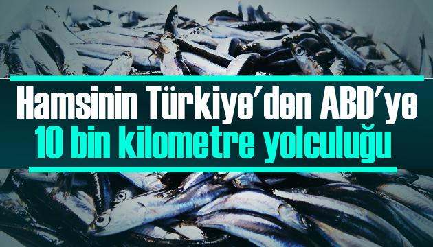 Hamsinin Türkiye den ABD ye 10 bin kilometre yolculuğu 