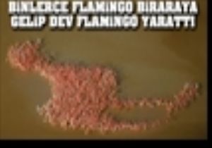 Filamingoların İnanılmaz Görüntüsü