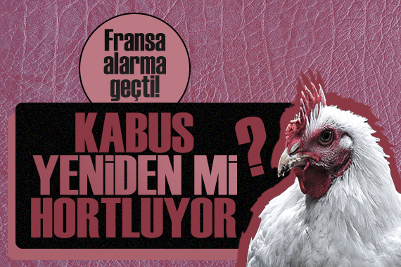 Fransa da yetkililer H5N1 virüsü endişesi ile alarma geçti!