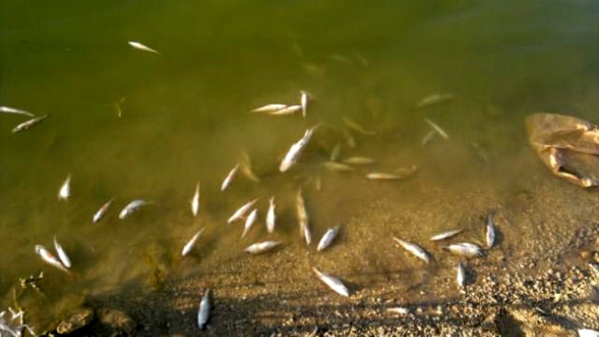 Gediz Nehri nde toplu balık ölümleri
