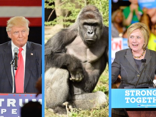 Onları isteyen seçmenler gorile oy verdi!