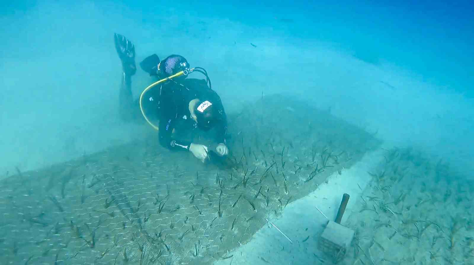 Göcek’te 2 bin yaşında deniz çayırı keşfedildi