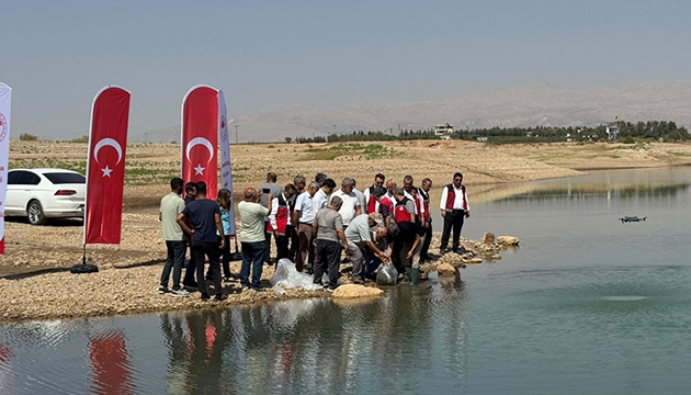 Atatürk Baraj Göleti ne 1 milyondan fazla balık yavrusu bırakıldı
