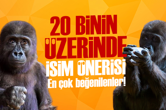 Goril yavrusuna 20 binden fazla isim önerisi geldi: İşte en dikkat çekenleri