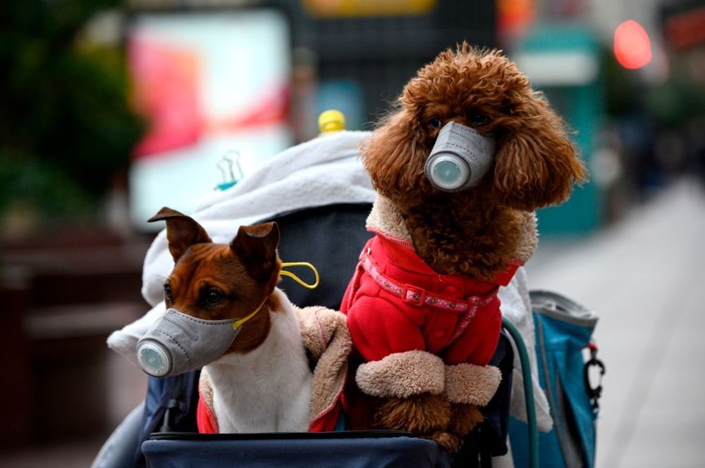 Köpeklerde görülen hastalık koronavirüsün tetikçisi olabilir