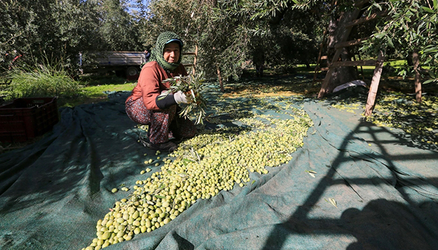 Zeytin,  yok yılı nda sevindirdi