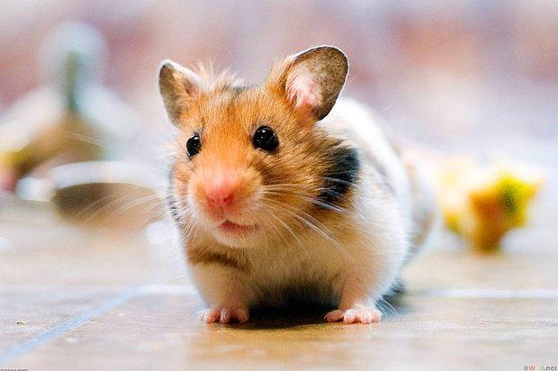 Dikkat çeken araştırma: Kovid-19 hamsterlardan insanlara bulaşabiliyor