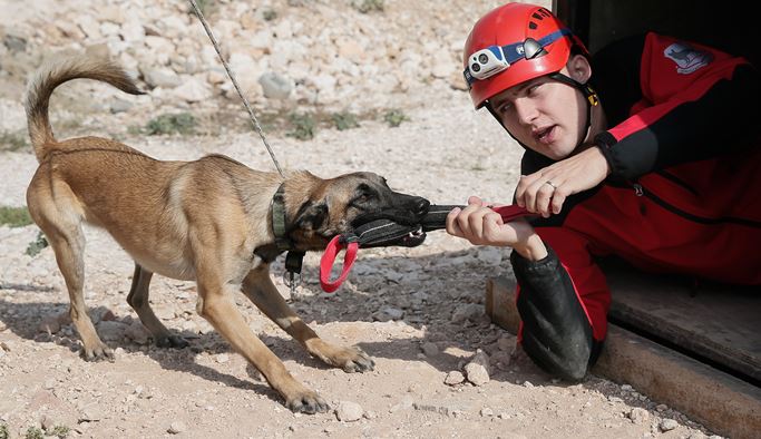 Sokak köpekleri eğitimden geçirilerek arama-kurtarma timine kazandırılacak
