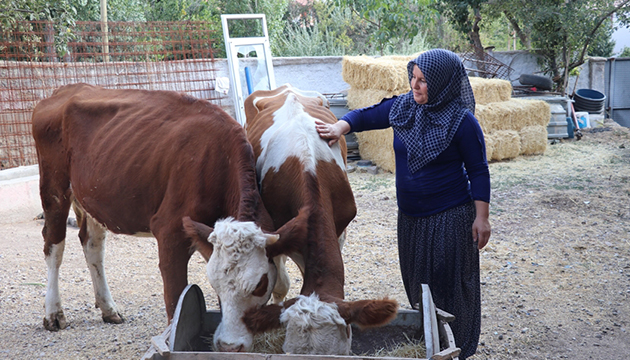 Devletin hibe desteğiyle yeniden hayvancılığa başladı