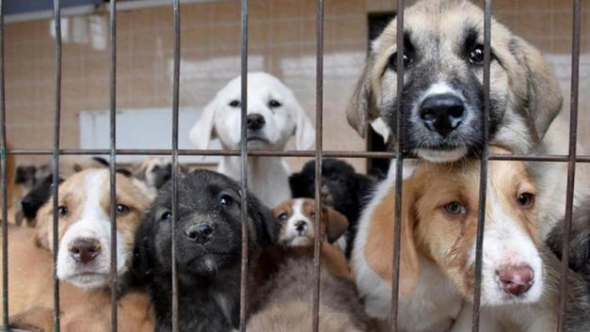 Ankara da 11 köpeğin ölümünde hapis istemi