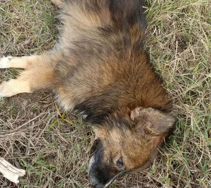 Zehirlenme şüphesi: 30 köpek ölü bulundu